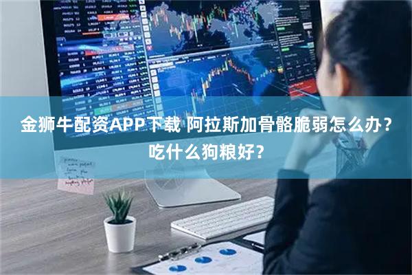 金狮牛配资APP下载 阿拉斯加骨骼脆弱怎么办？吃什么狗粮好？